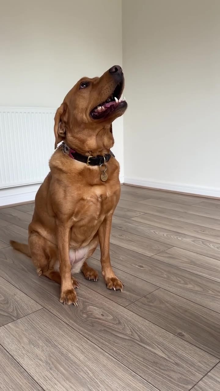 Wagg Treats campaign video thumbnail